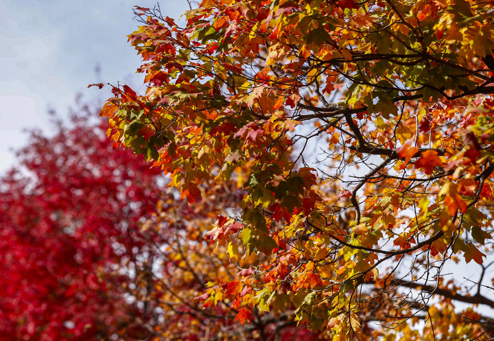Fall Colours 9